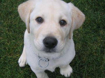 El - My cousin's pup