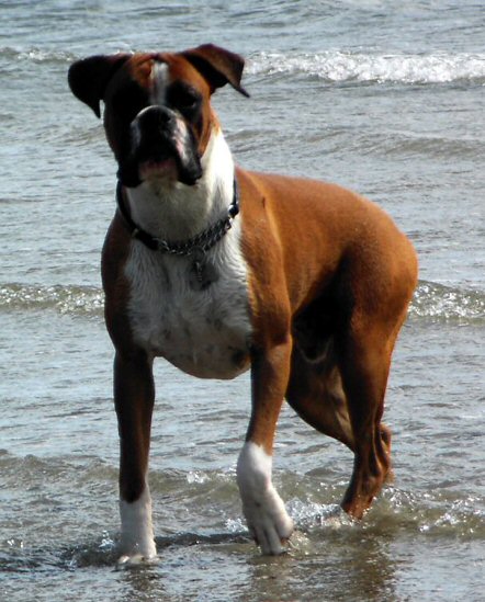 Eliot (10 months old) on holiday in Cornwall