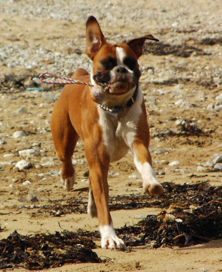 Eliot (10 months old) on holiday in Cornwall