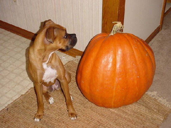 Ella and the Giant Pumpkin