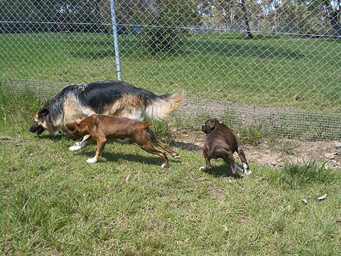 Ella, Stoli and Lola