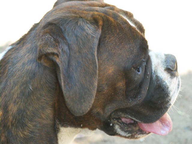 Ella