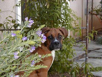 Ellie amongst the Sweet Peas