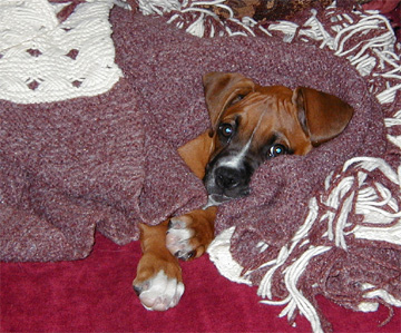 Ellie at 11 Weeks