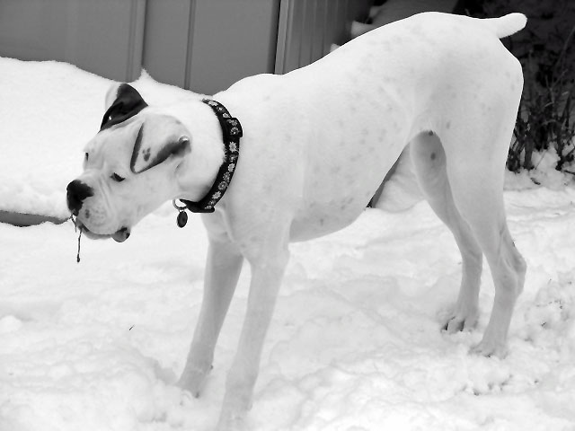 Ellie Enjoying The Snow