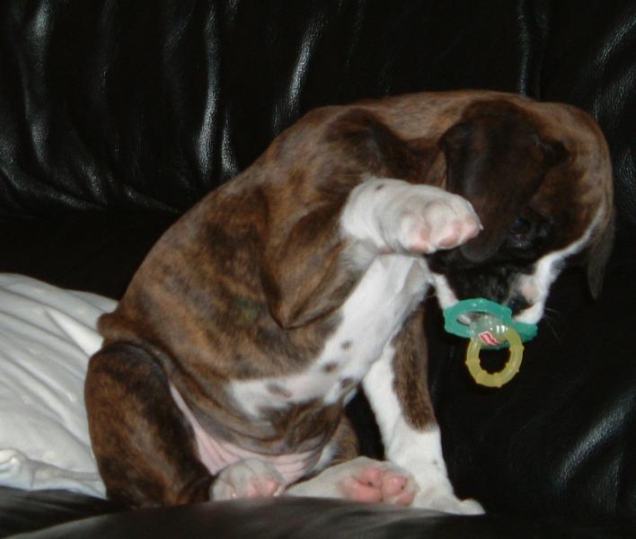 Ellie is a big baby :o)