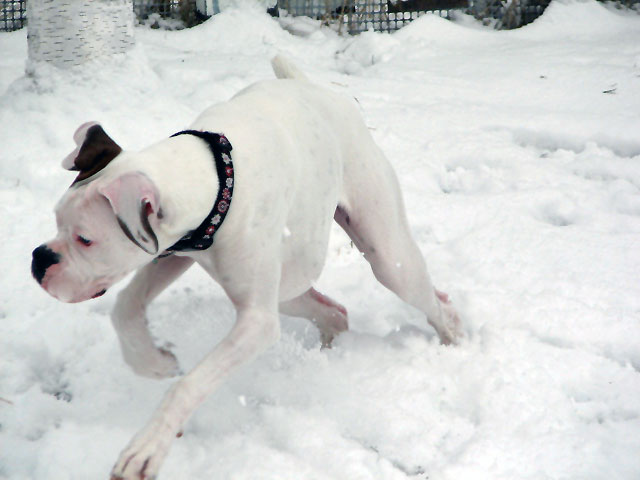Ellie Loves The Snow