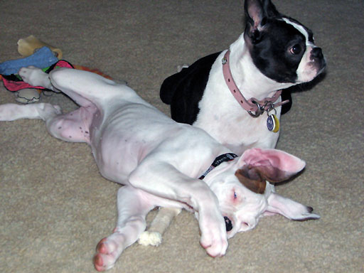 Ellie steals Nyah's bone