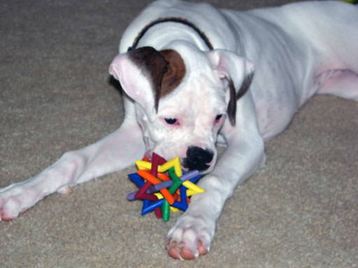 Ellie's First Christmas 2005