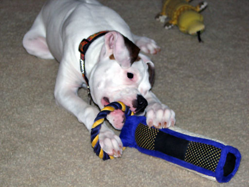 Ellie's First Christmas 2005