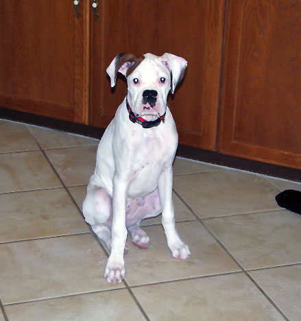 Ellie's First Christmas 2005