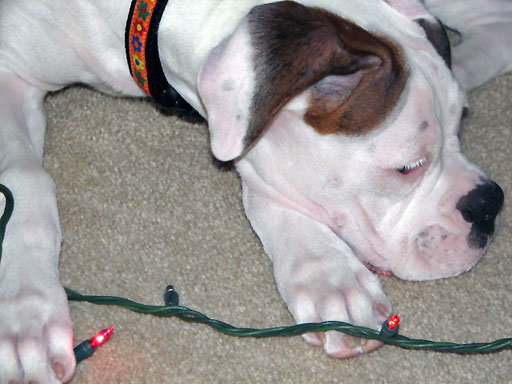 Ellie's First Christmas 2005