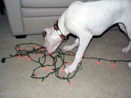 Ellie's First Christmas 2005