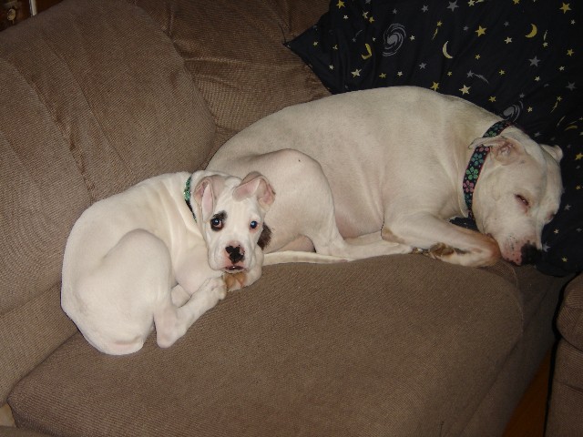 Elliott & His Best Friend Pearl