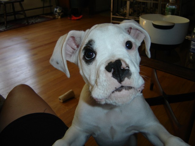 Elliott