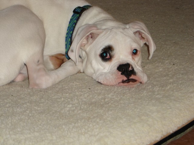 Elliott