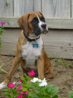 Elmo @ 17 wks