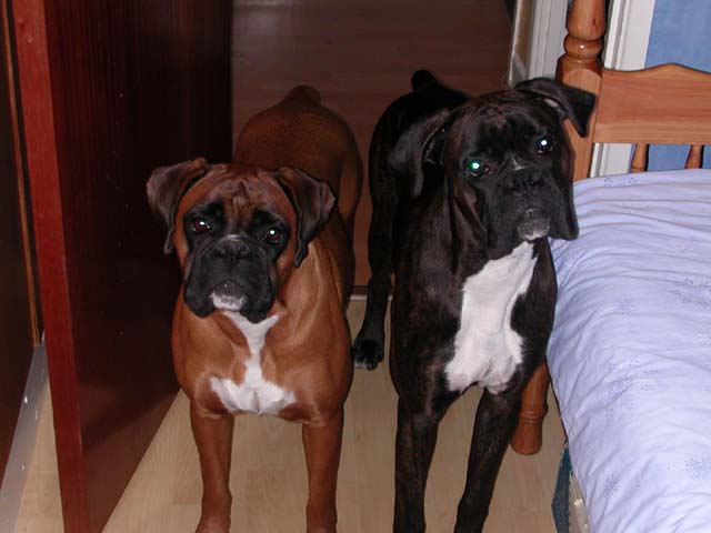 Elsa and Rufus listening to my printer