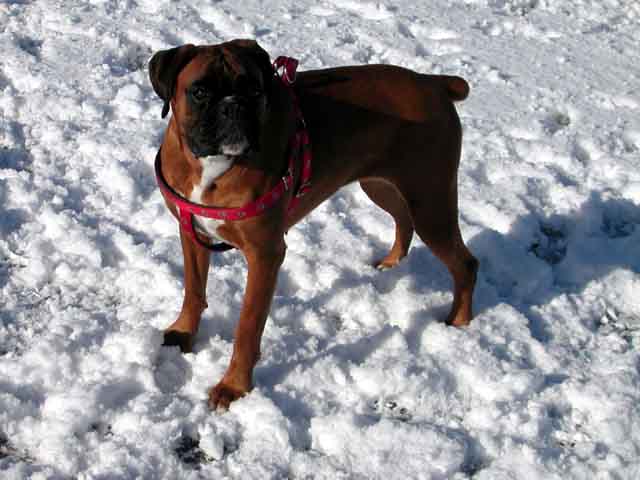Elsa in the snow