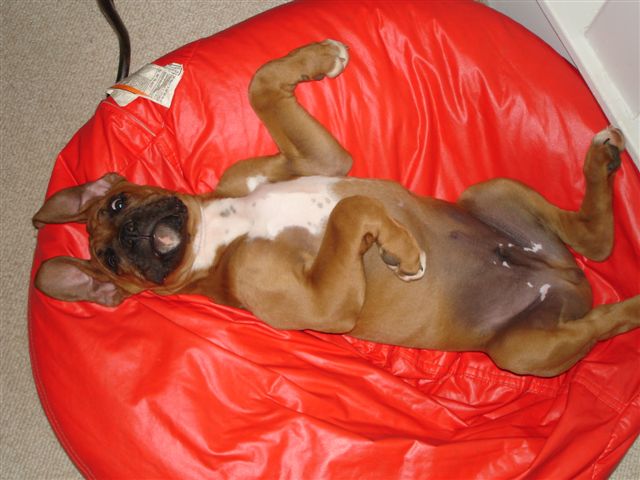 Elvis @ 15 weeks