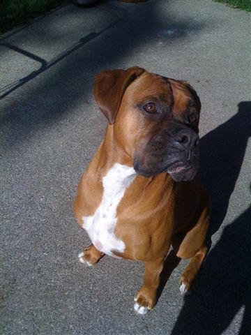 Elvis 2009