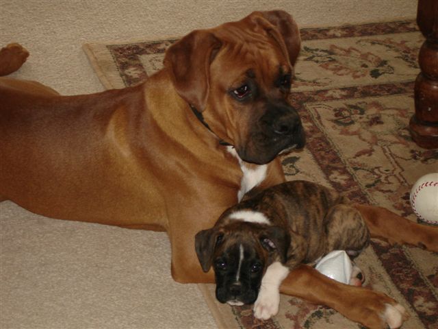 Elvis (7 mos) & Arwen (8 wks)