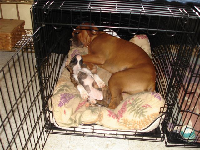 Elvis (8 months) & Arwen (3 months)