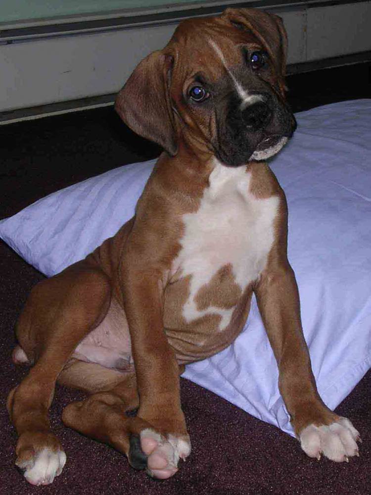 Elvis,  8 weeks