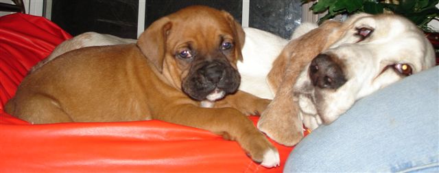 Elvis and Roscoe