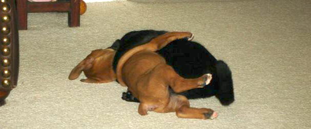 Elvis and Storm