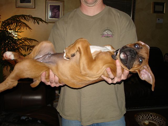 Elvis at 10 weeks