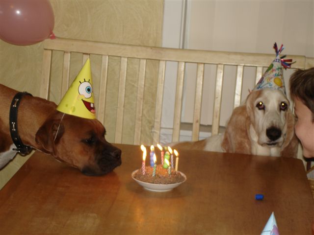 Elvis at Roscoe's 11th Birthday Party!