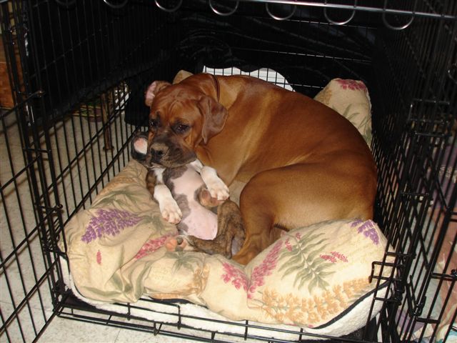 Elvis' head-rest