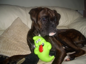 Elvis & His Haloween present 'ghosty'