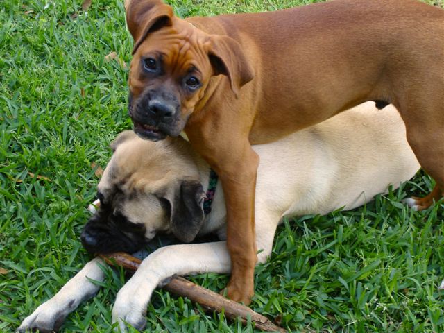 Elvis' hot playdate.