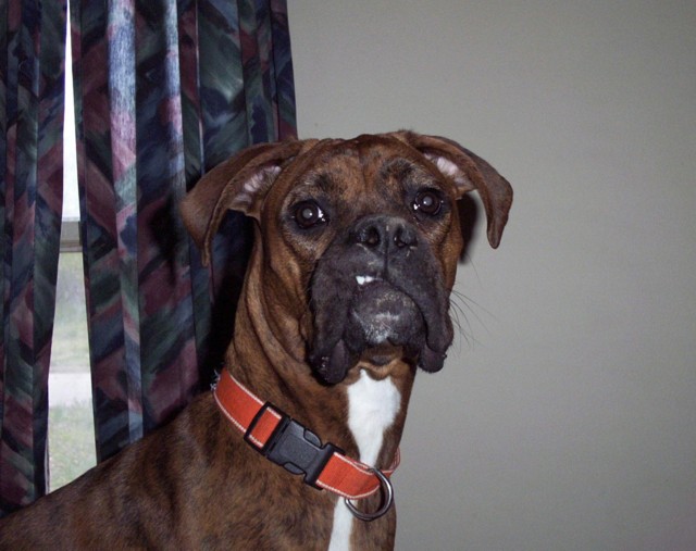 elvis impression