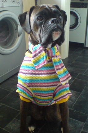 Elvis in his winter jumper!