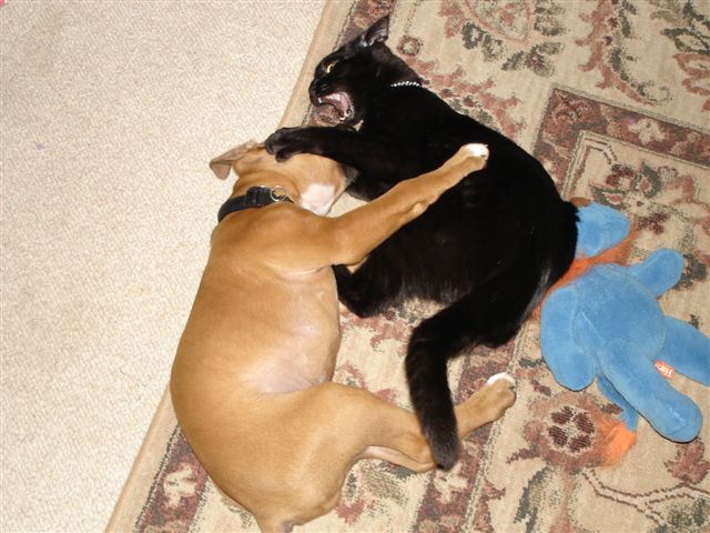 Elvis & Storm