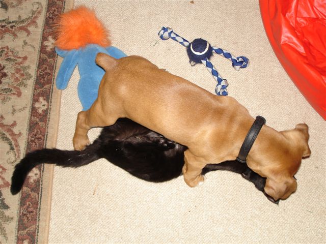 Elvis & Storm