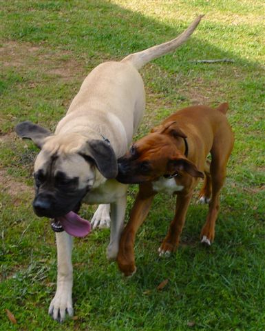 Elvis with mastiff gal pal (also a puppy- but 100 lbs!).
