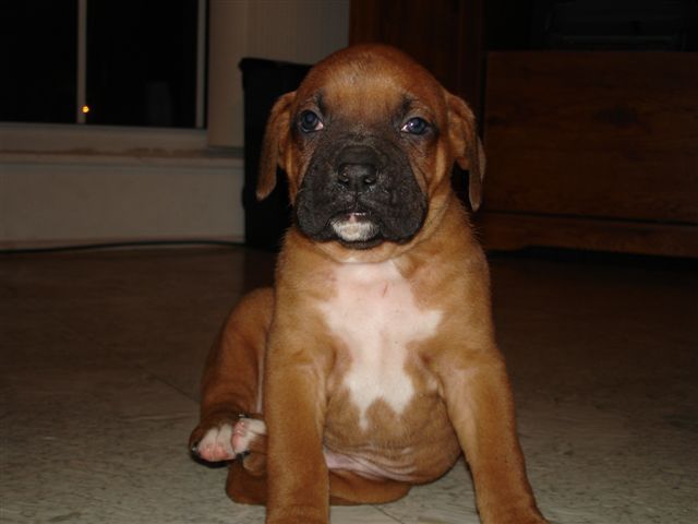 Elvis