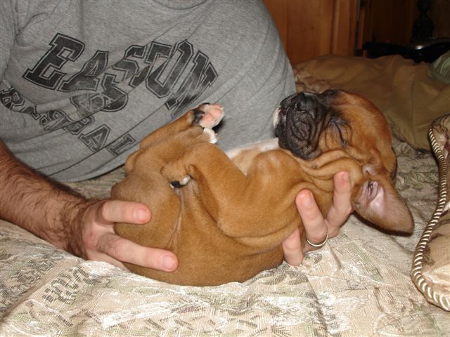Elvis