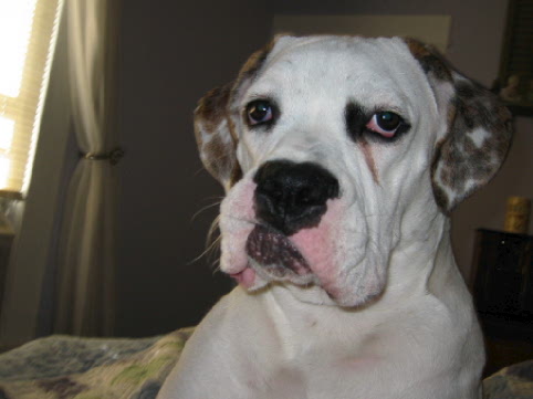 Elvisdog