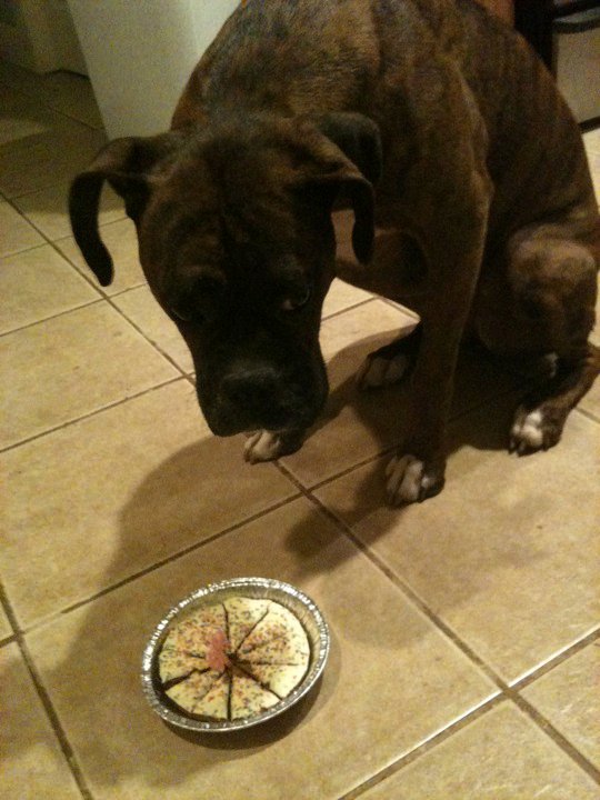Embarrassed Pup