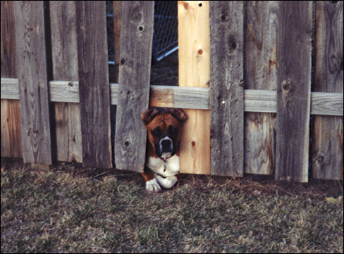 Emily - Sneaking back into the yard