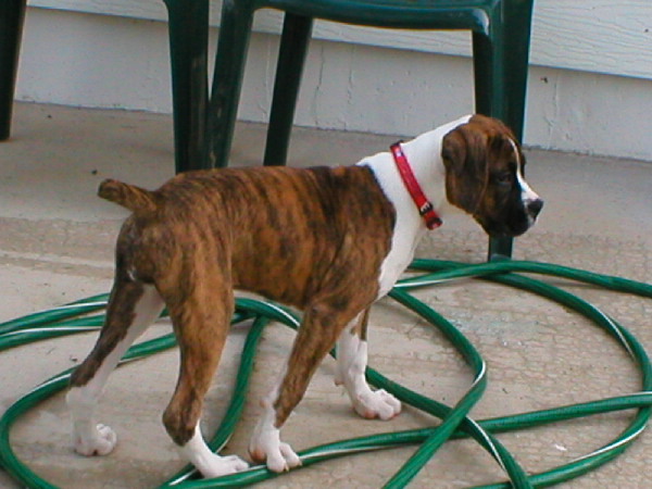 Emma (12 weeks)