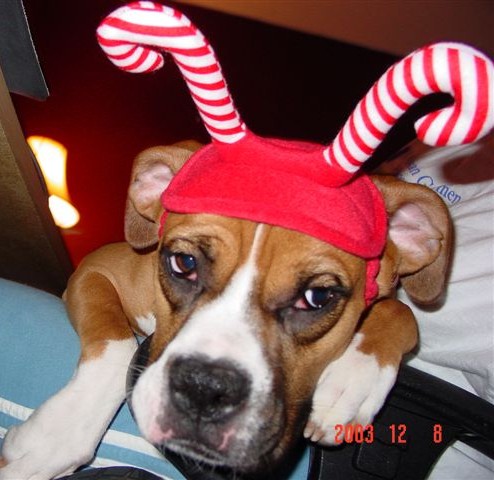 Emma the Candy Cane