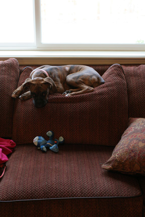 Emma the couch potato