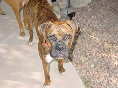 Emmett