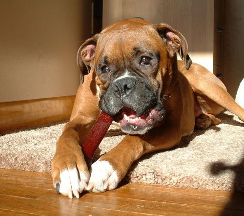 Enjoying bone